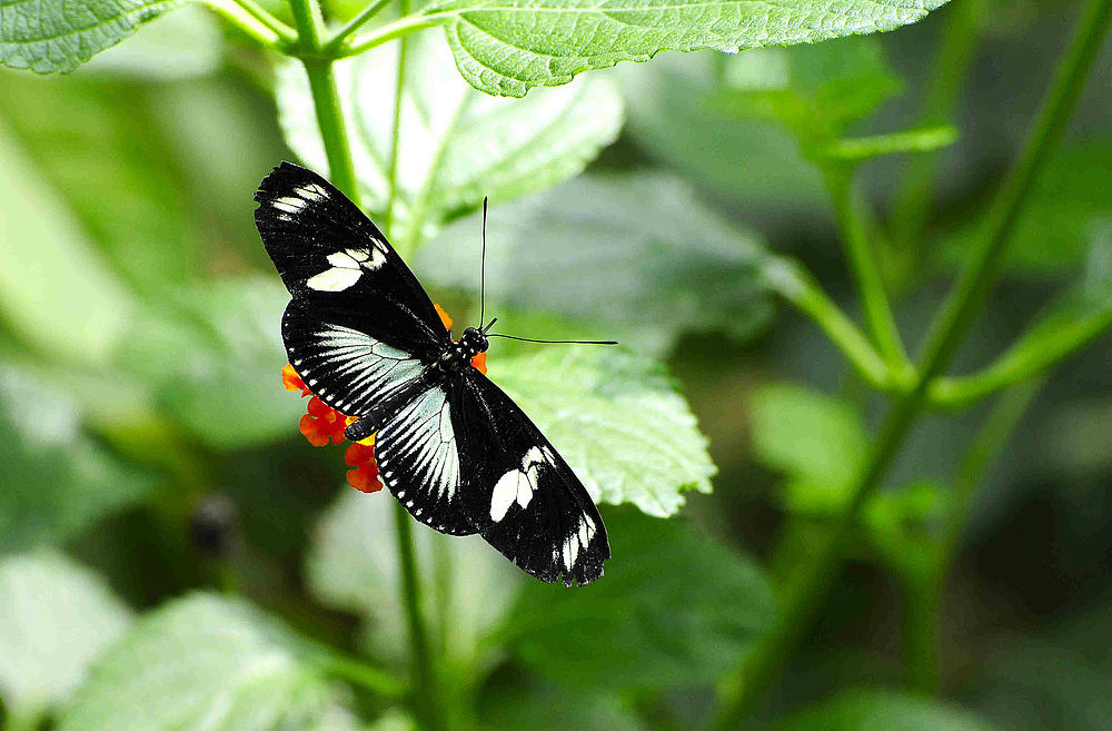 Schmetterling 03