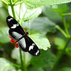 Schmetterling 03