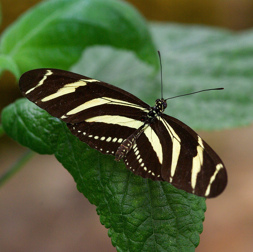 Schmetterling 03