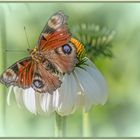 Schmetterling 03