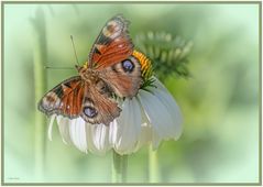 Schmetterling 03