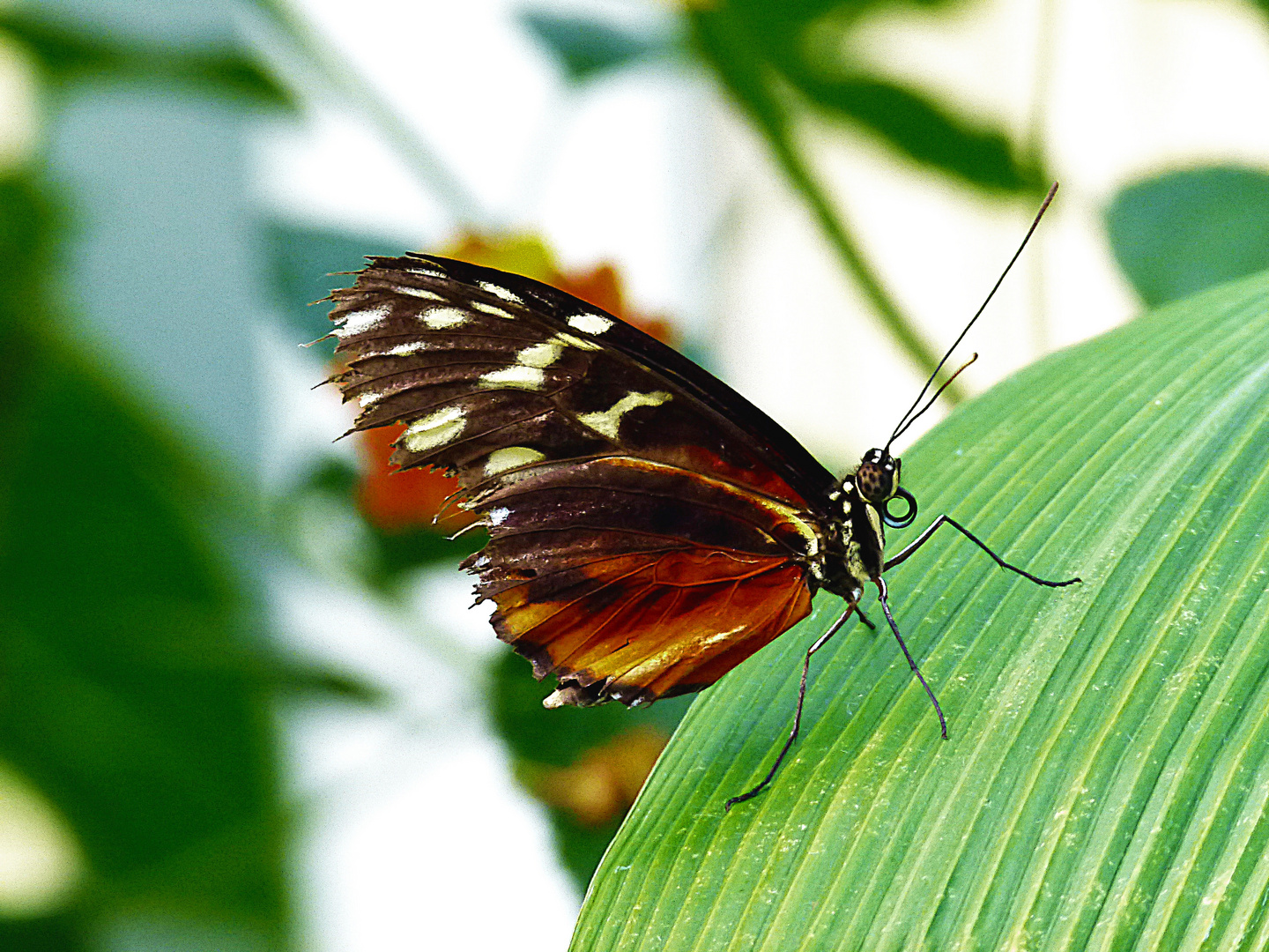 Schmetterling 03