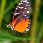 Schmetterling 03