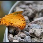 Schmetterling 03