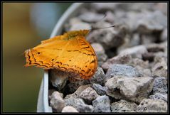 Schmetterling 03