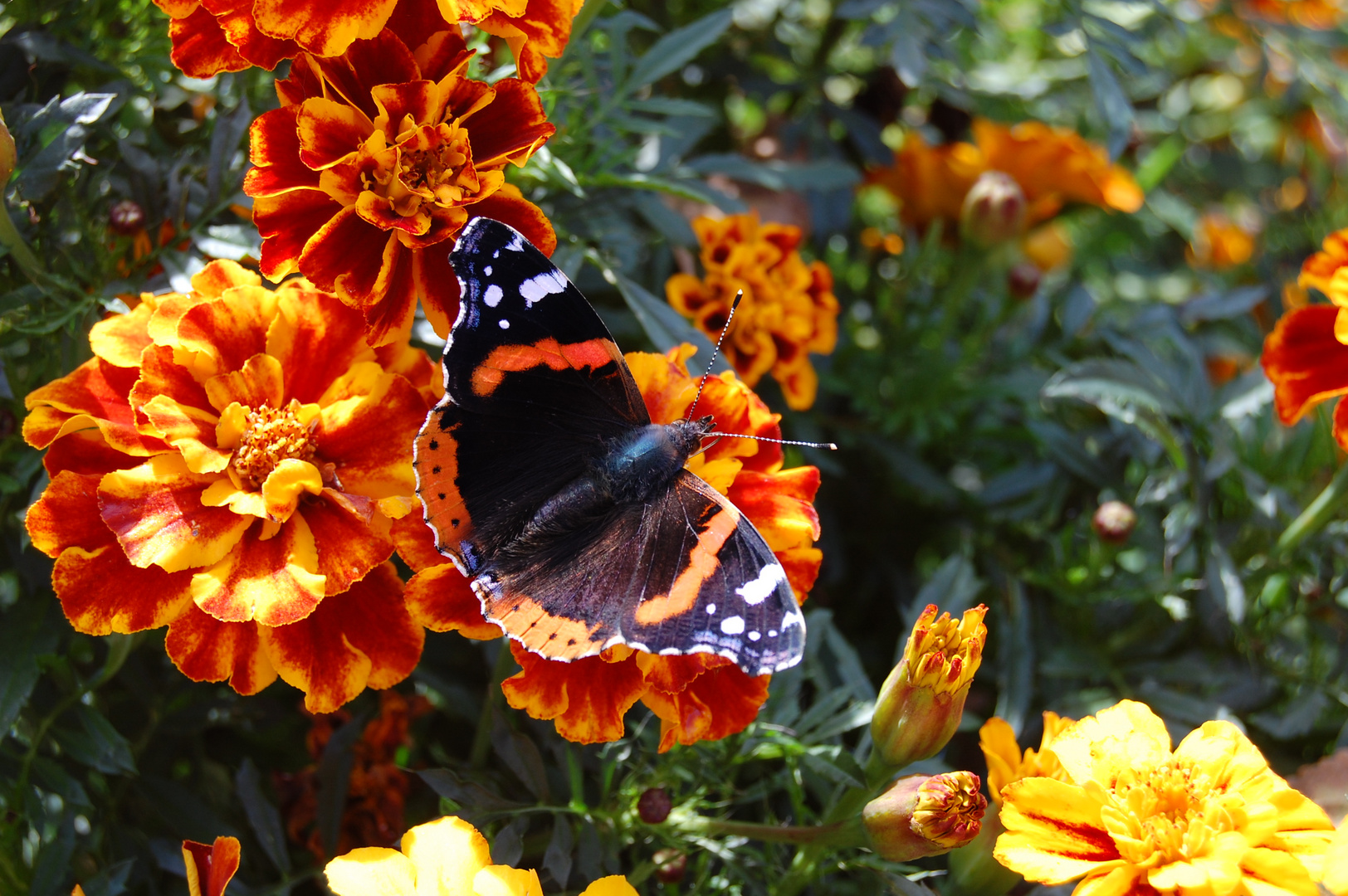 Schmetterling