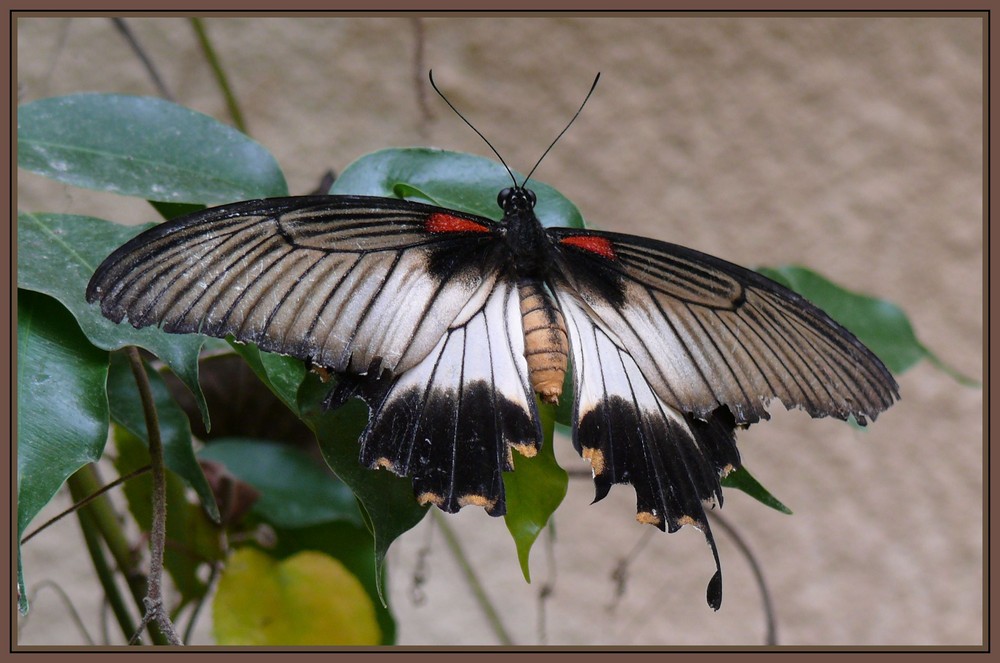 Schmetterling