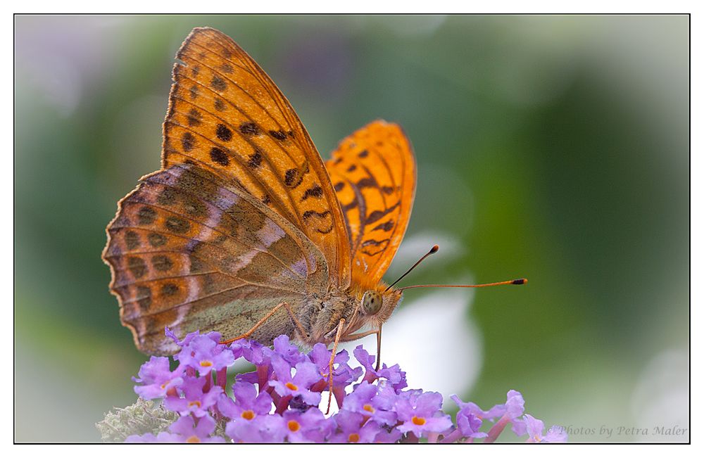 Schmetterling