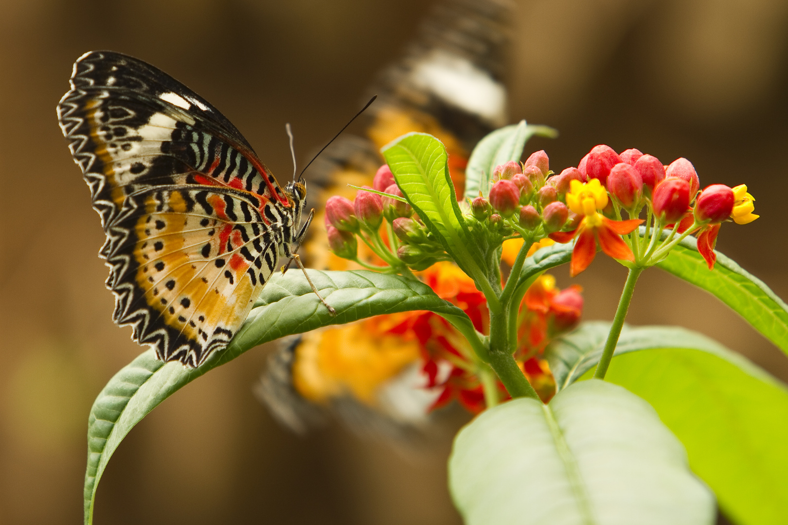 schmetterling