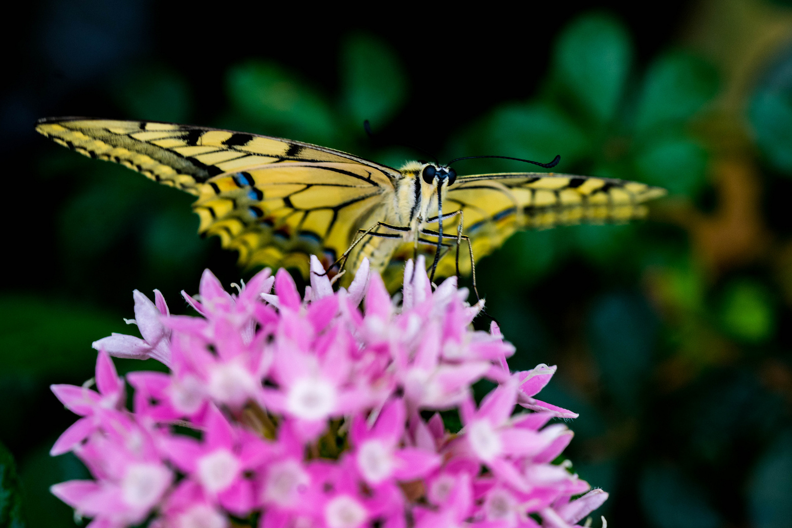 Schmetterling-03897