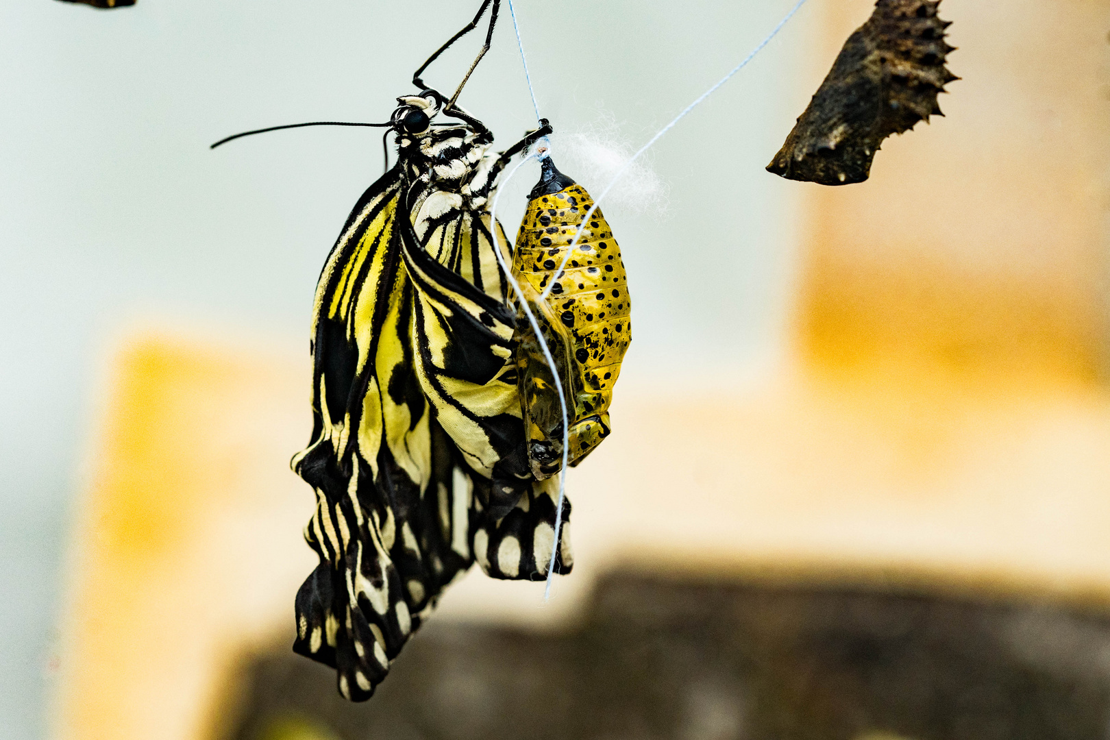 Schmetterling-03940