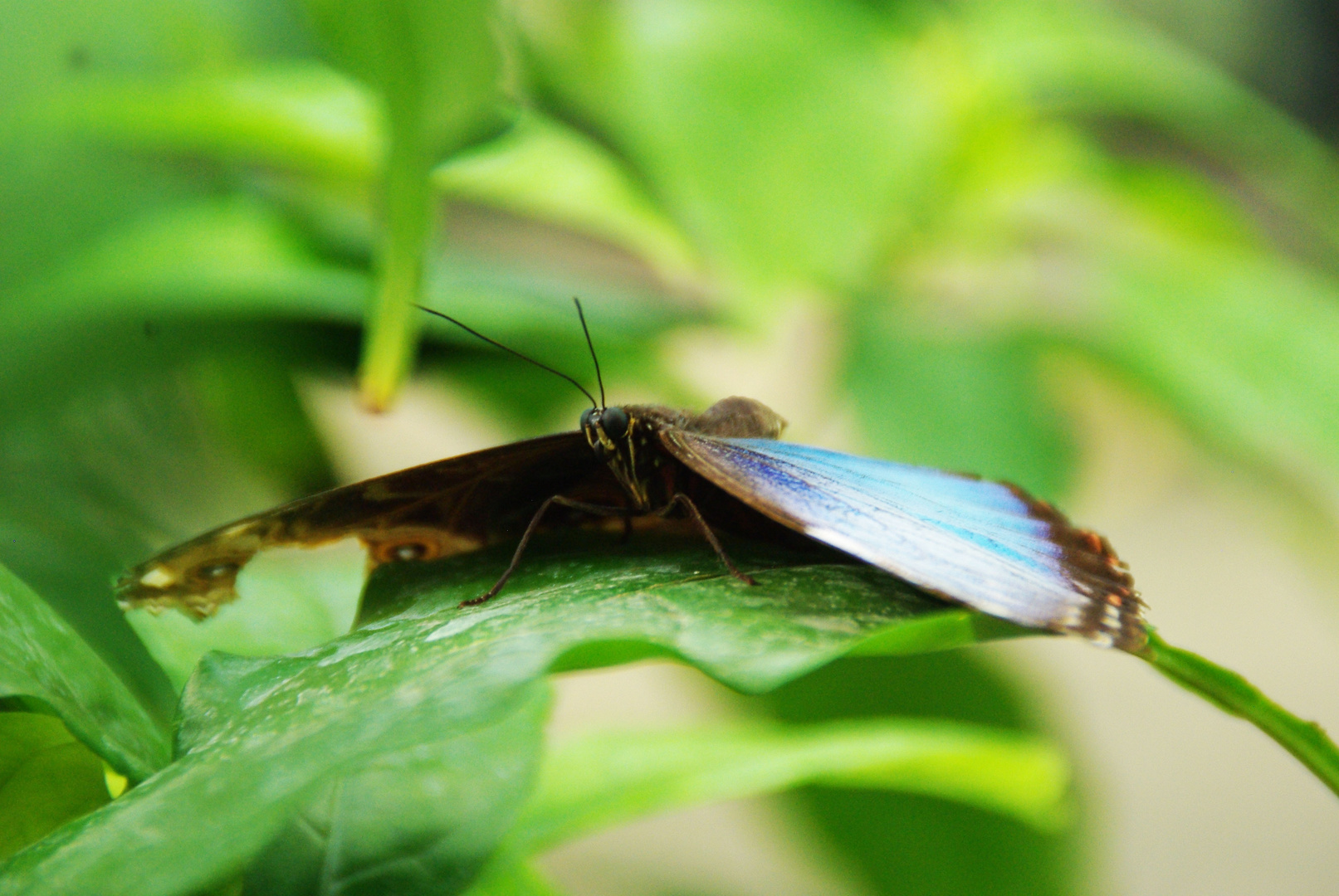 Schmetterling