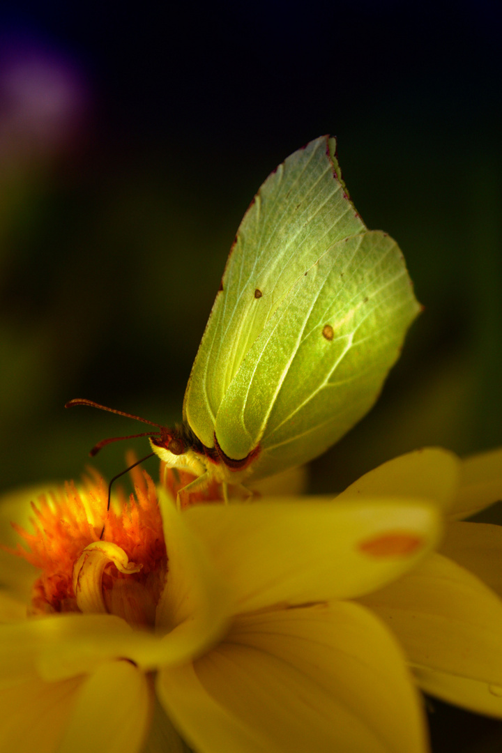 Schmetterling...