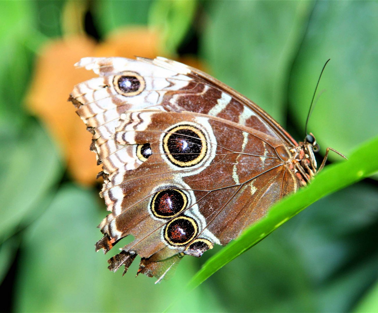 Schmetterling