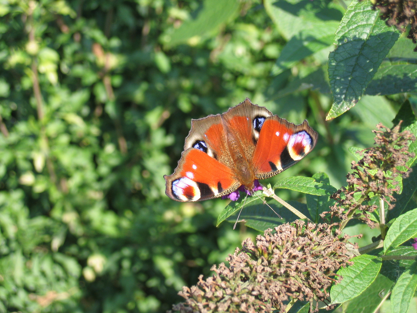 Schmetterling