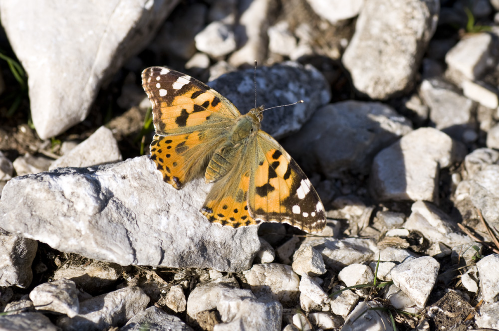 Schmetterling