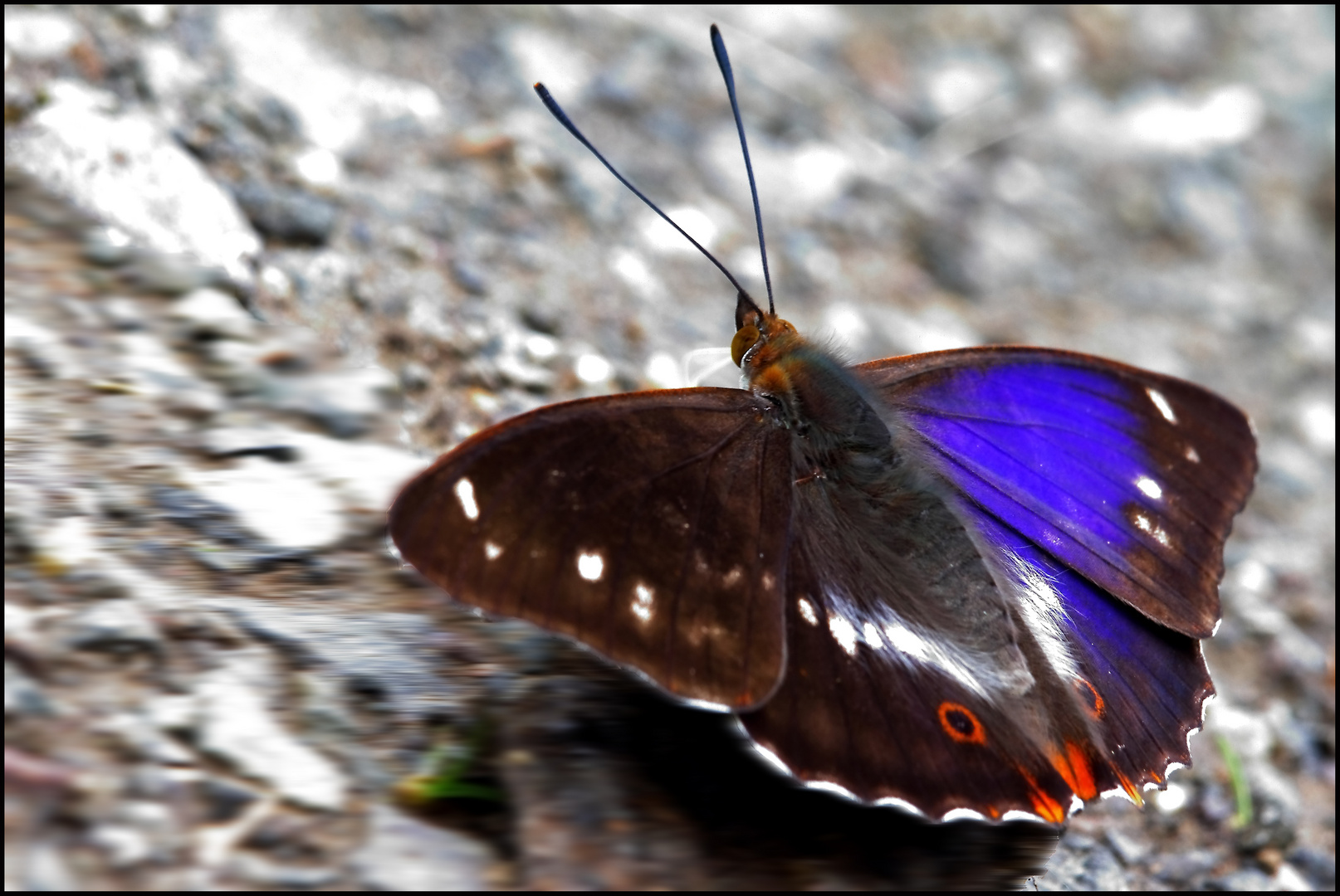 Schmetterling