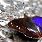 Schmetterling