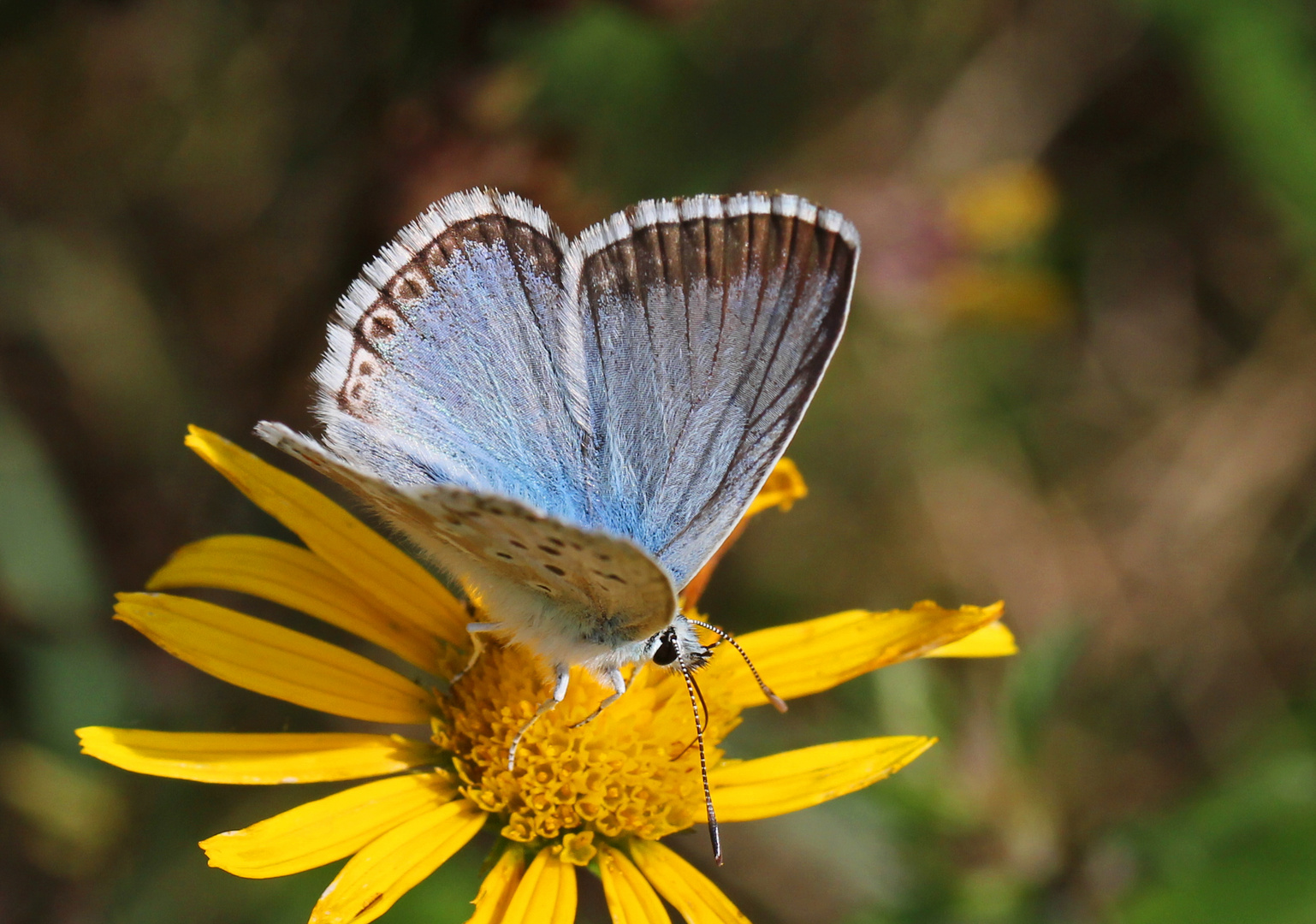 Schmetterling