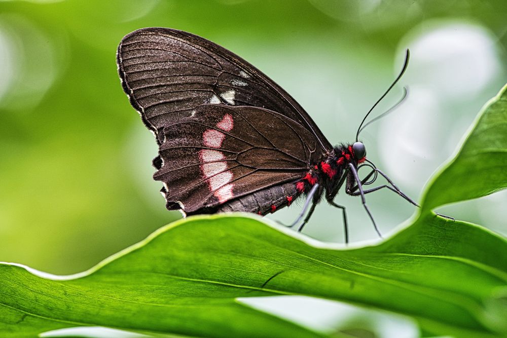 Schmetterling