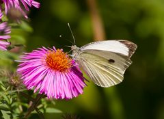 Schmetterling