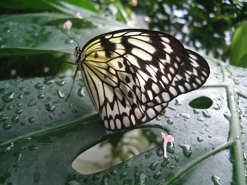 Schmetterling