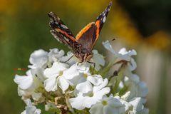 Schmetterling