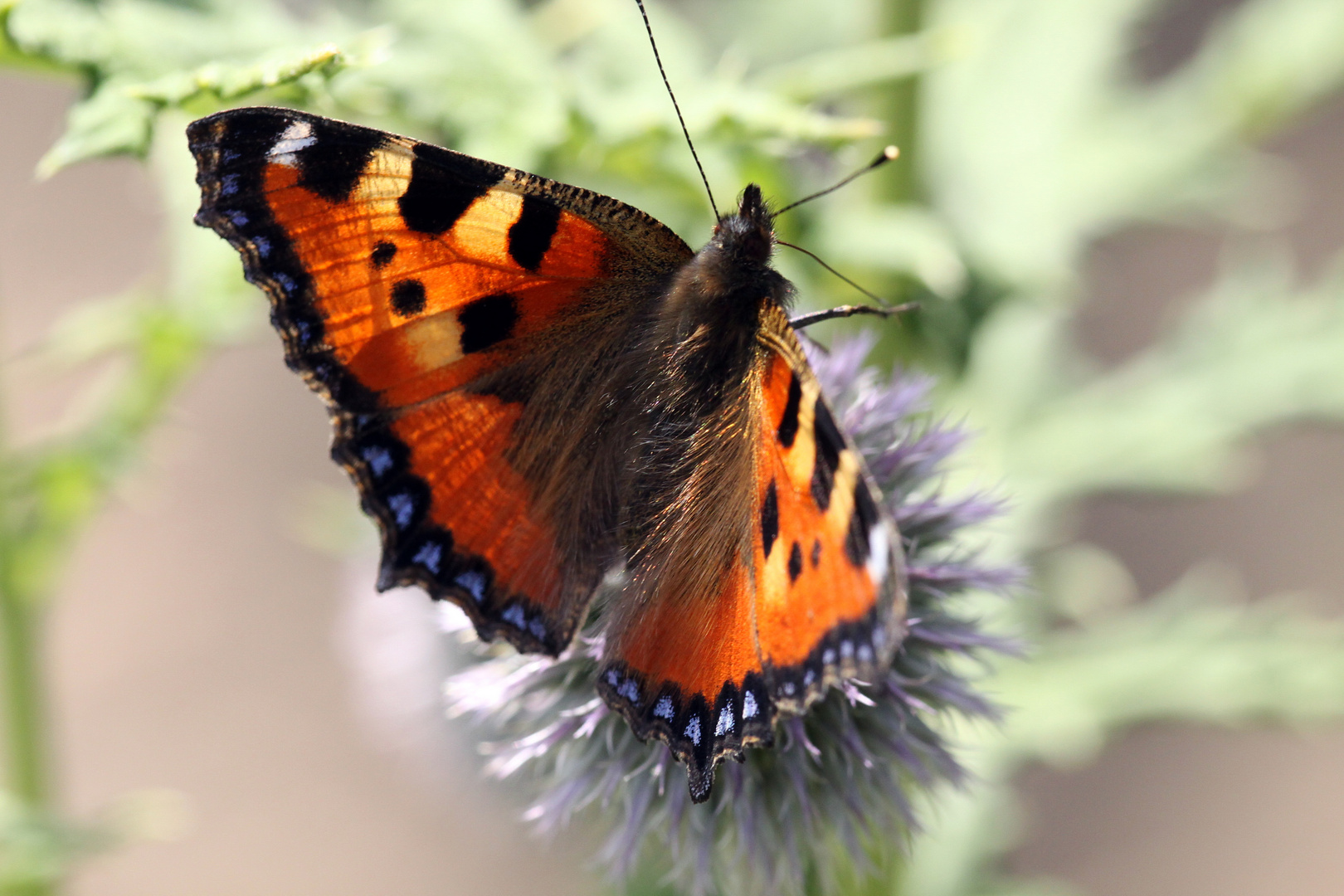 Schmetterling 05