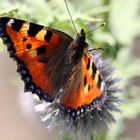 Schmetterling 05