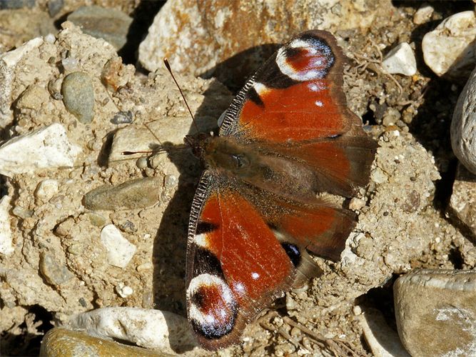 Schmetterling