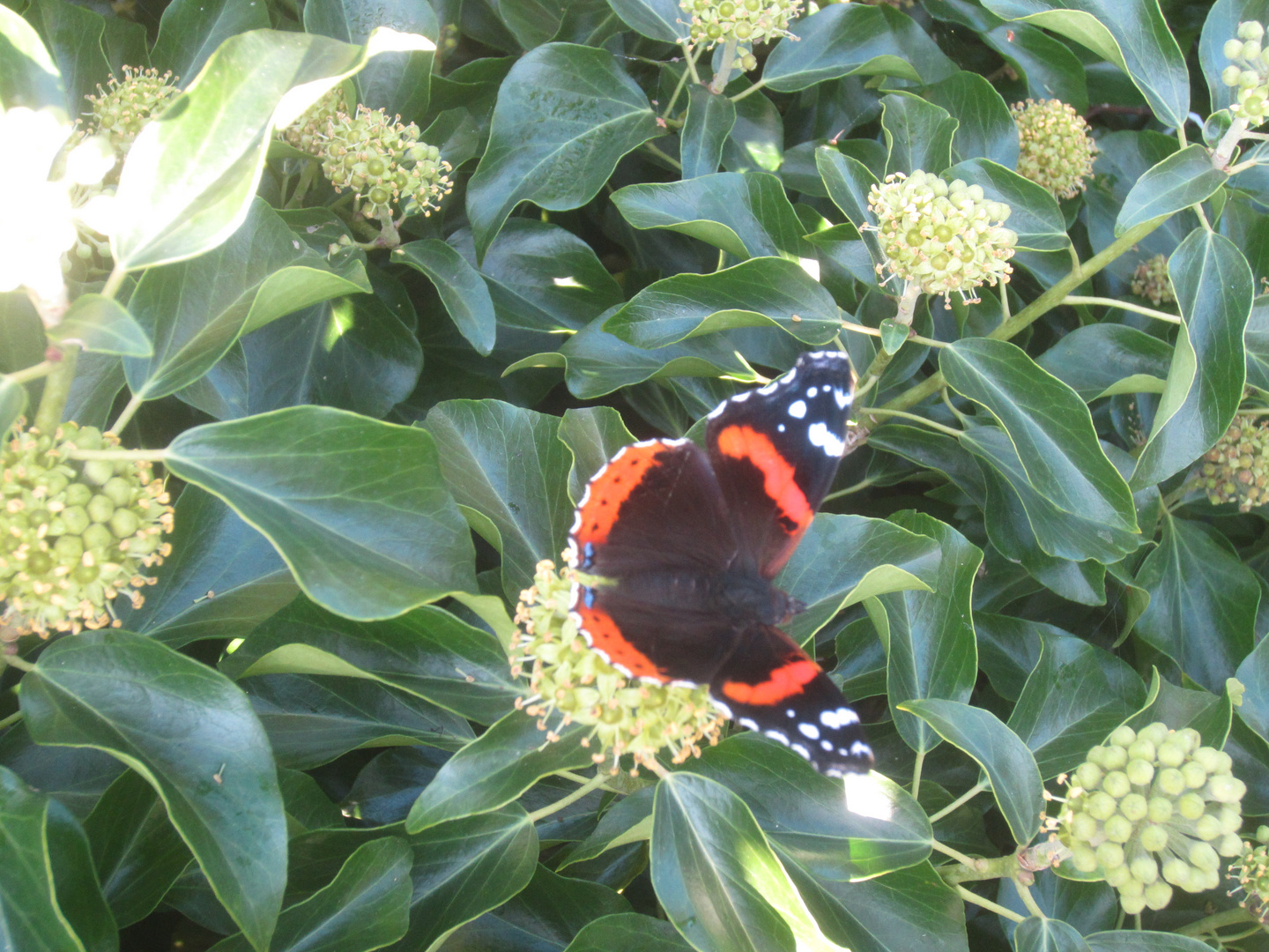 Schmetterling