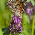 Schmetterling