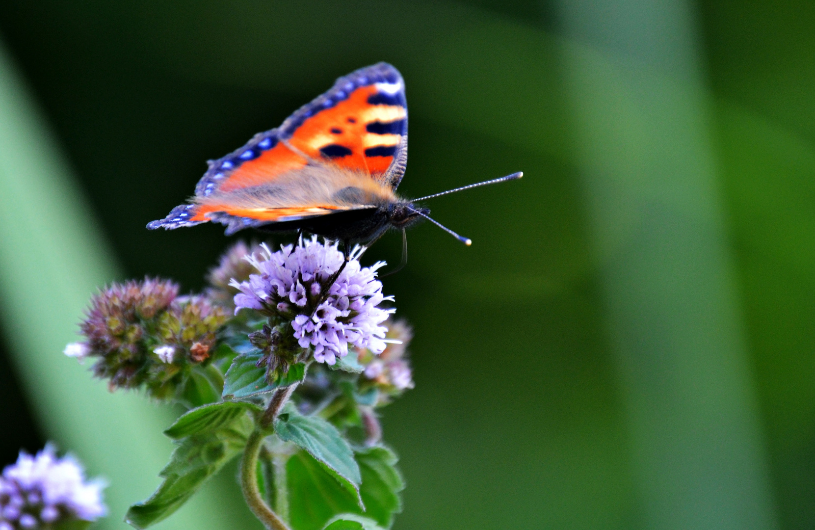 Schmetterling