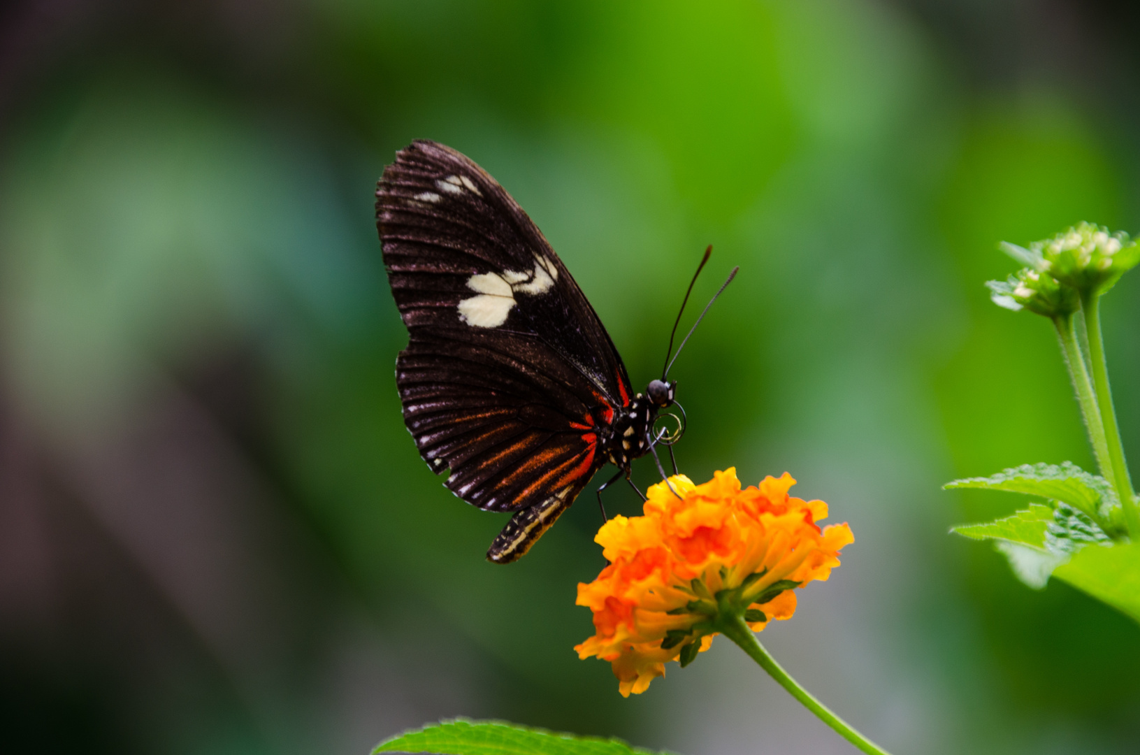 Schmetterling 