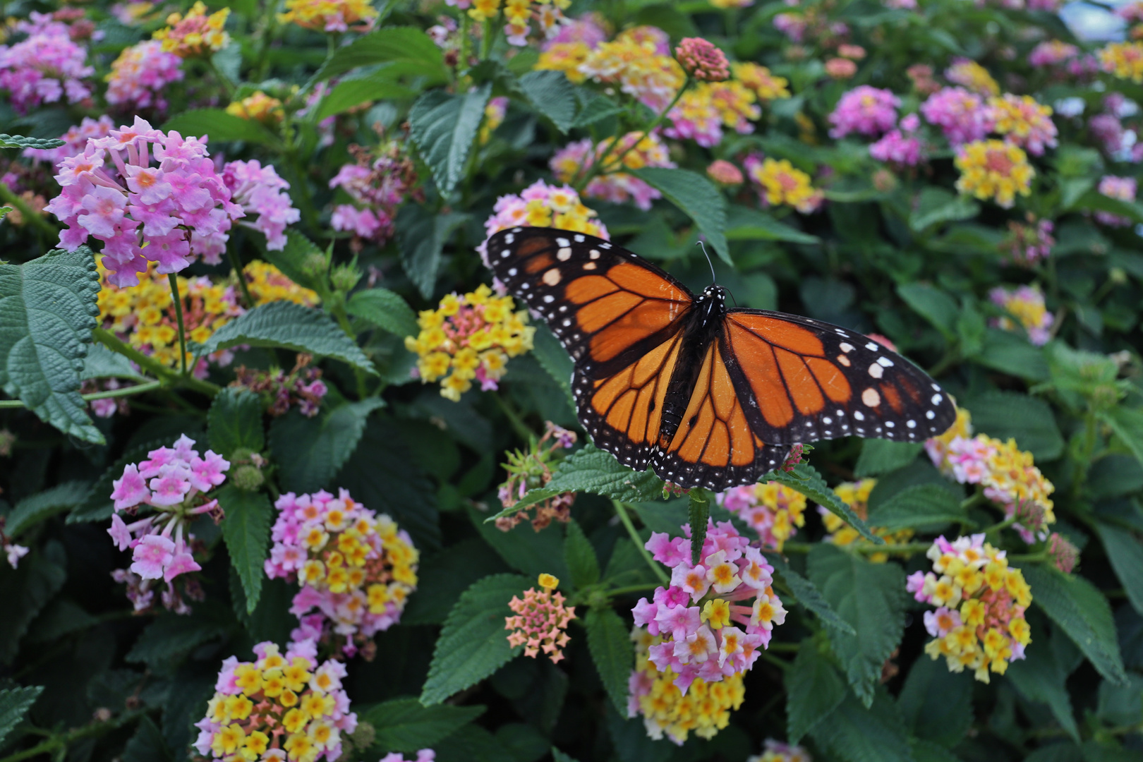 Schmetterling