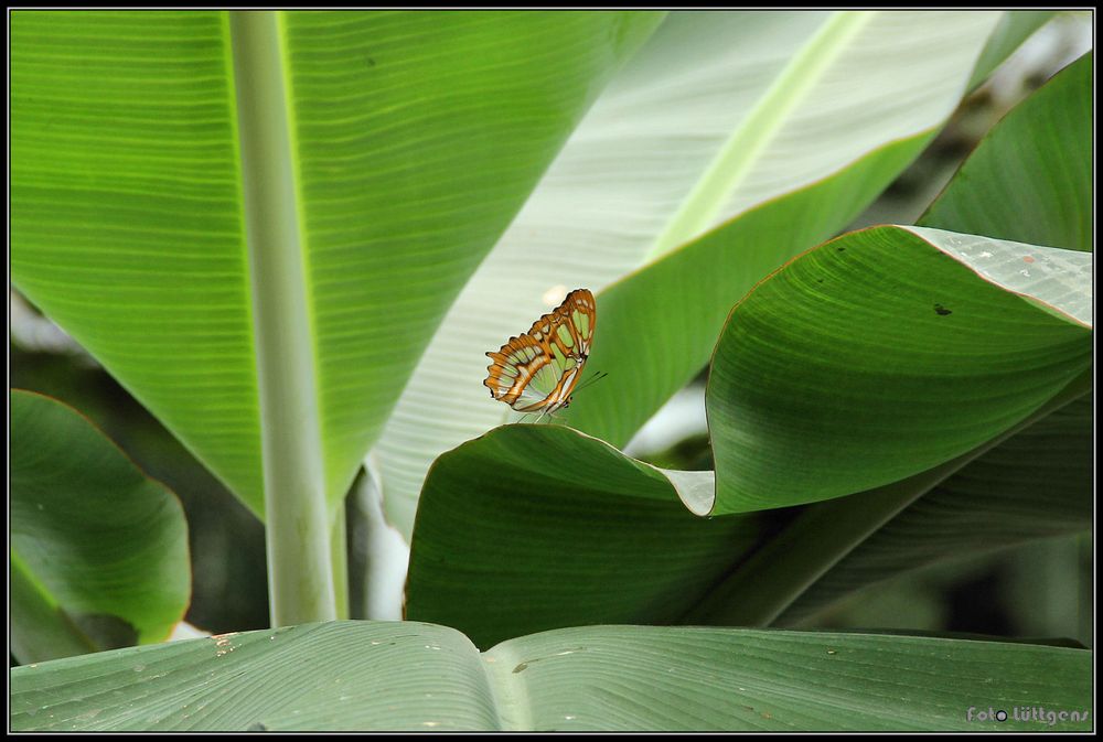 Schmetterling 06