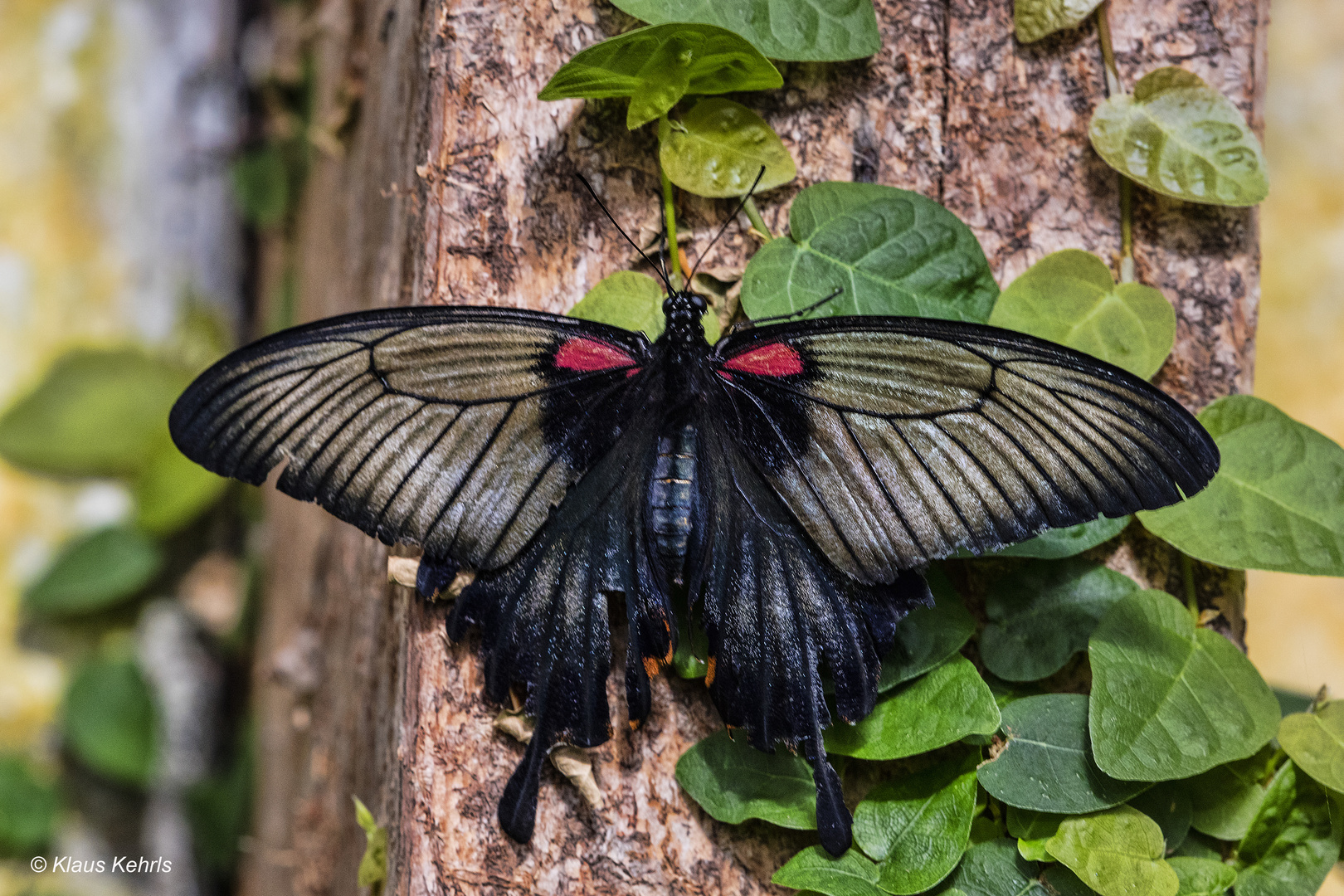 Schmetterling - 06041811