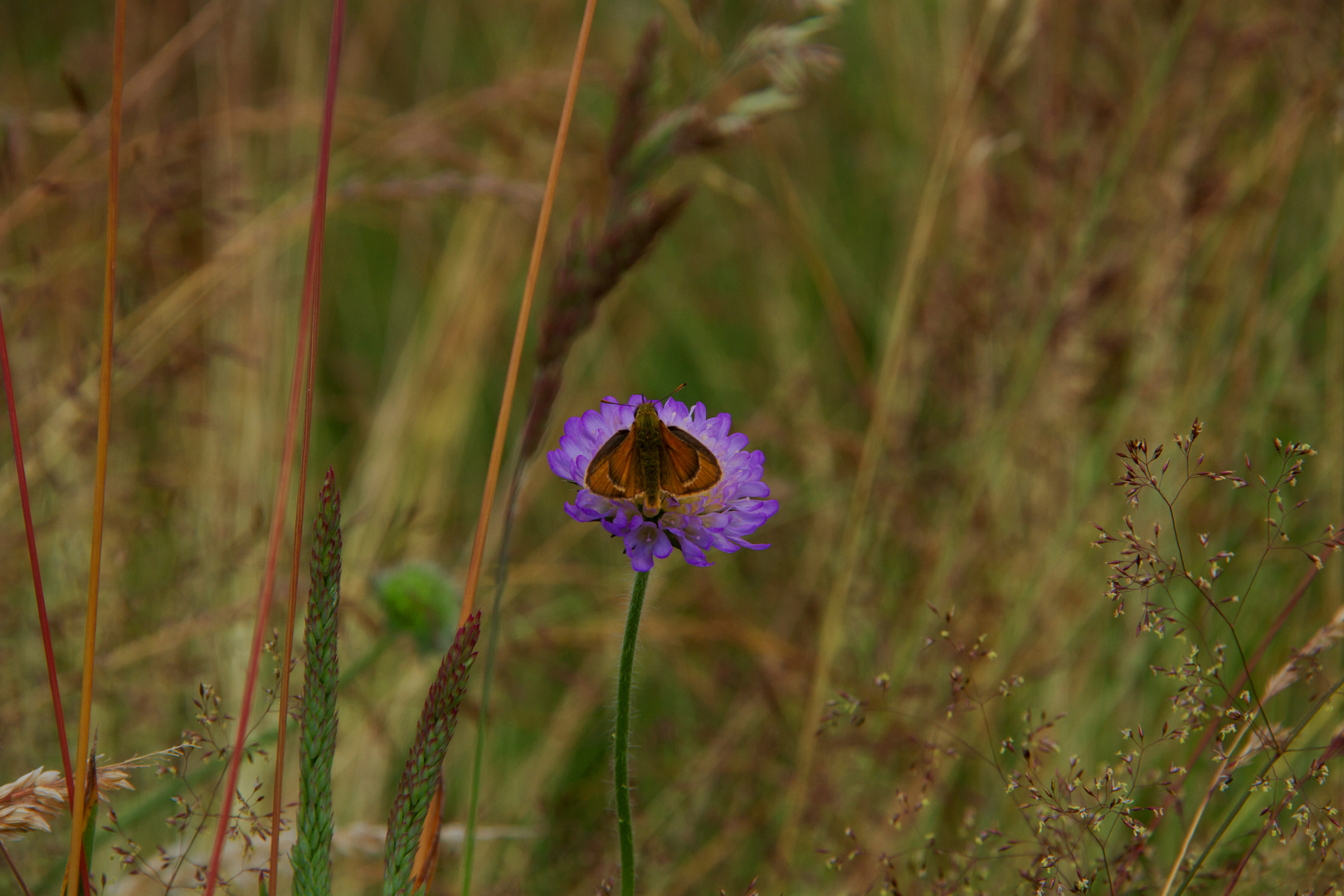 Schmetterling