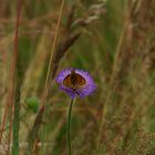 Schmetterling