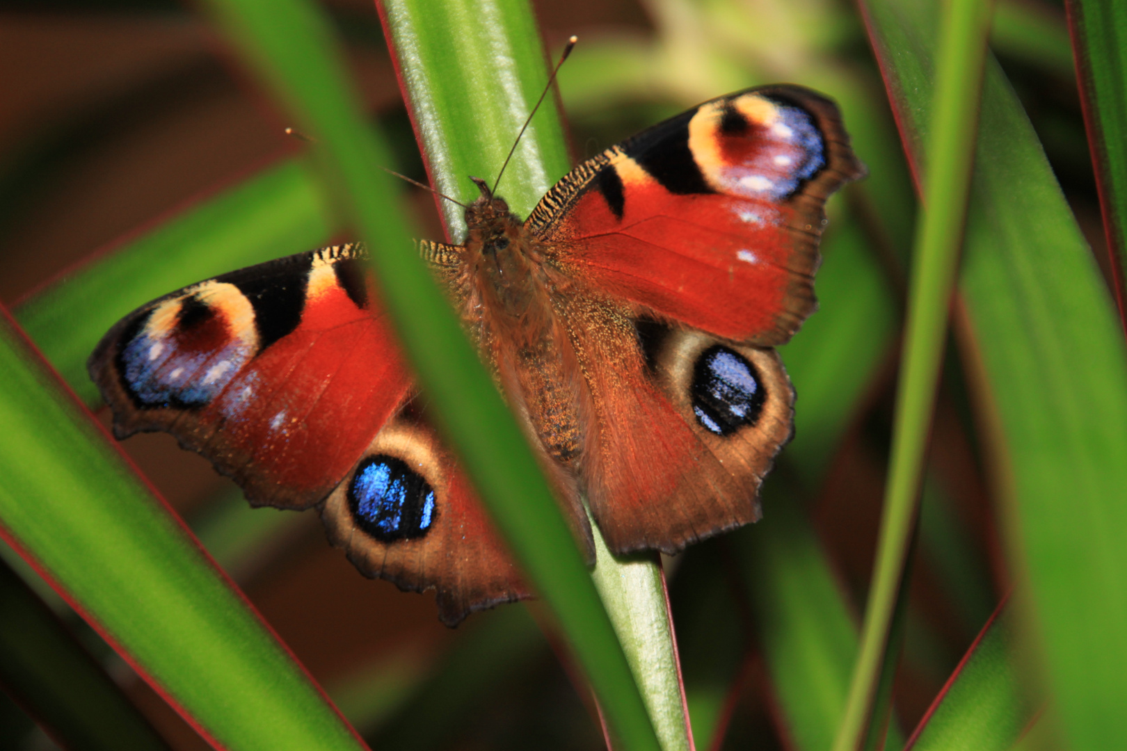 schmetterling