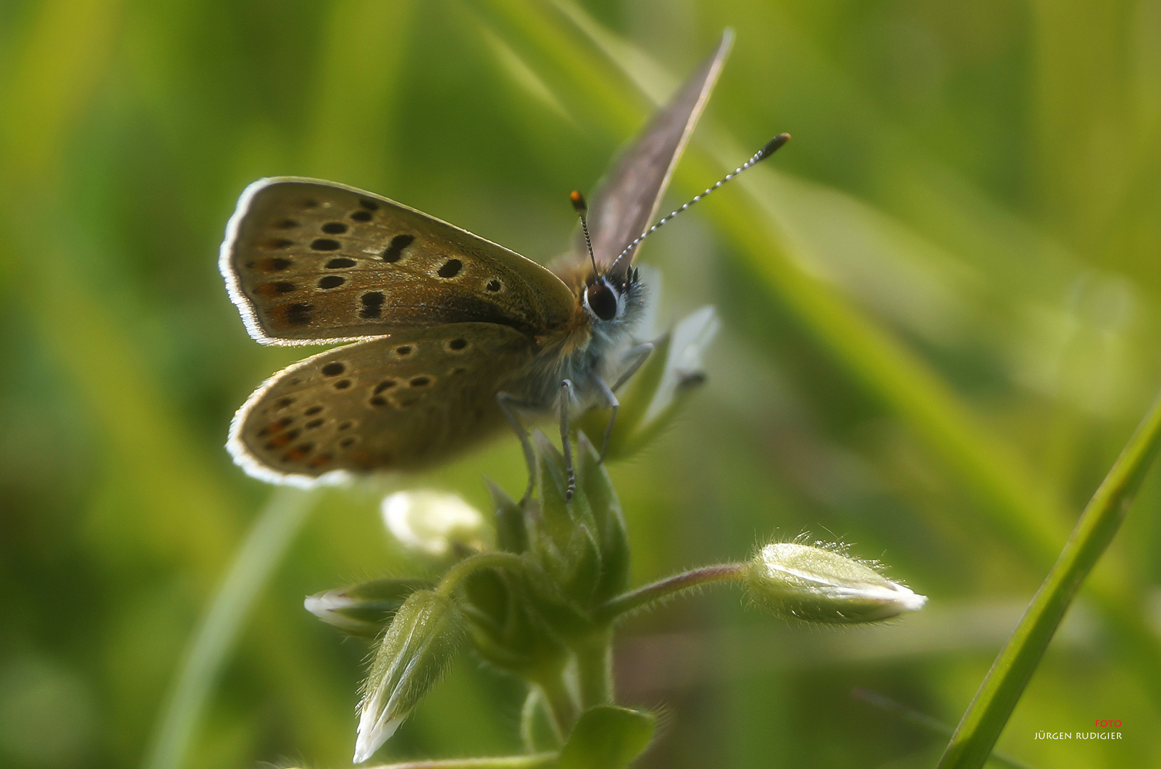 Schmetterling 