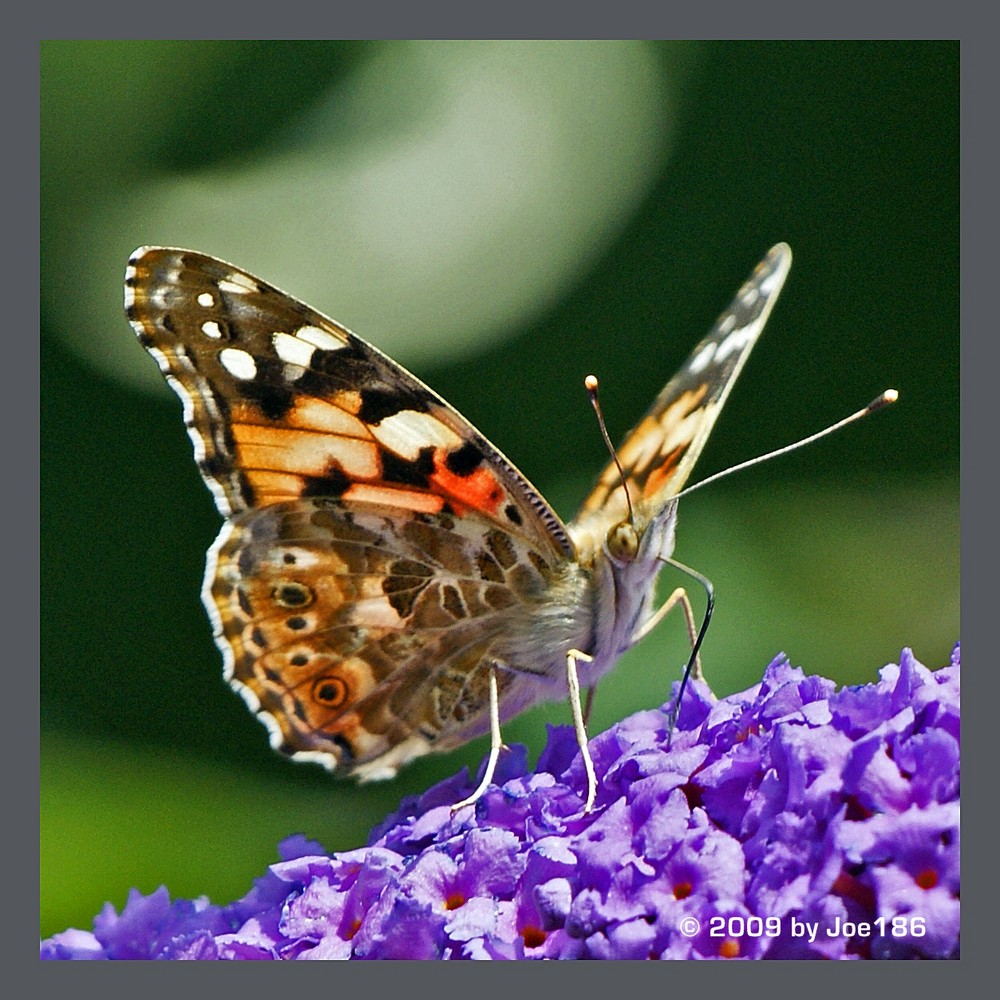 Schmetterling