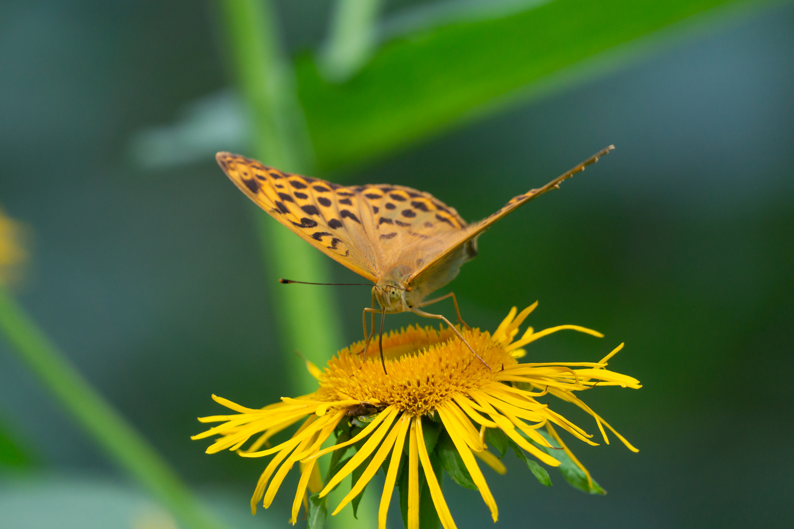 Schmetterling