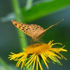 Schmetterling