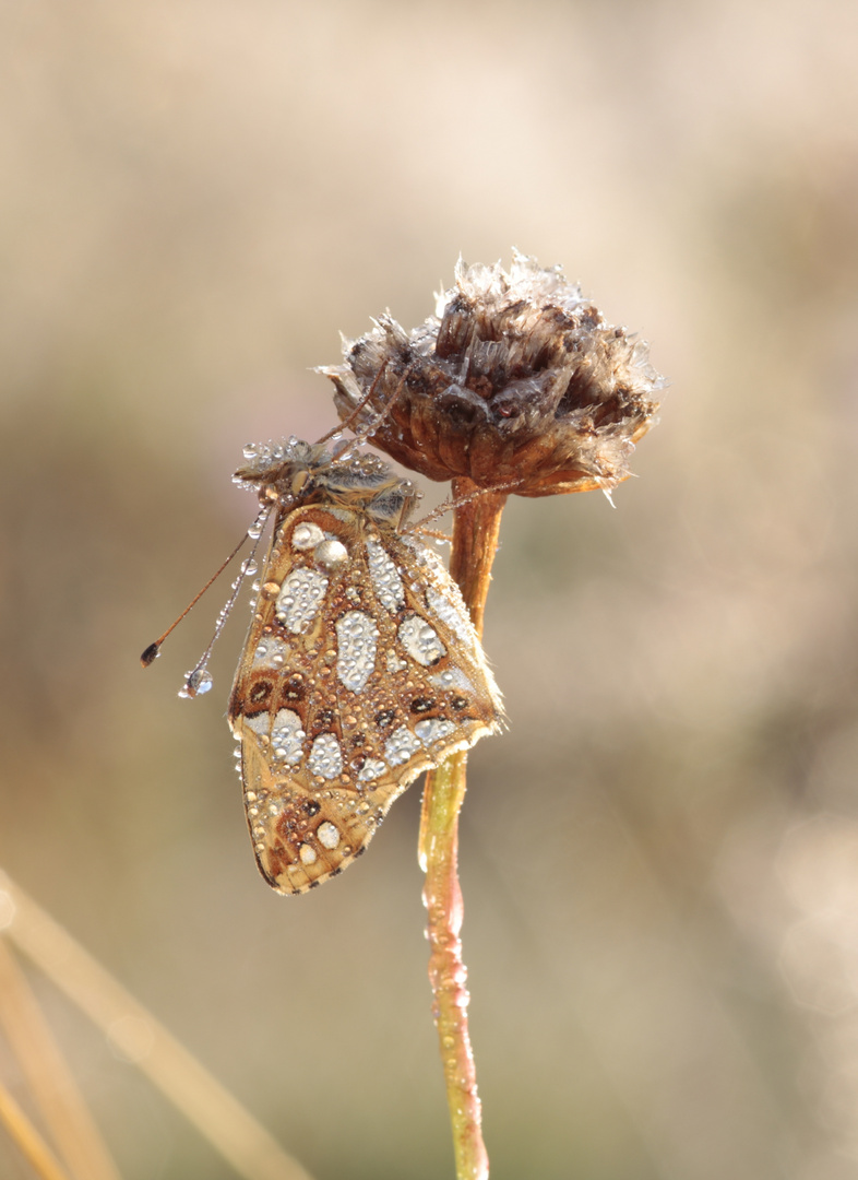 Schmetterling