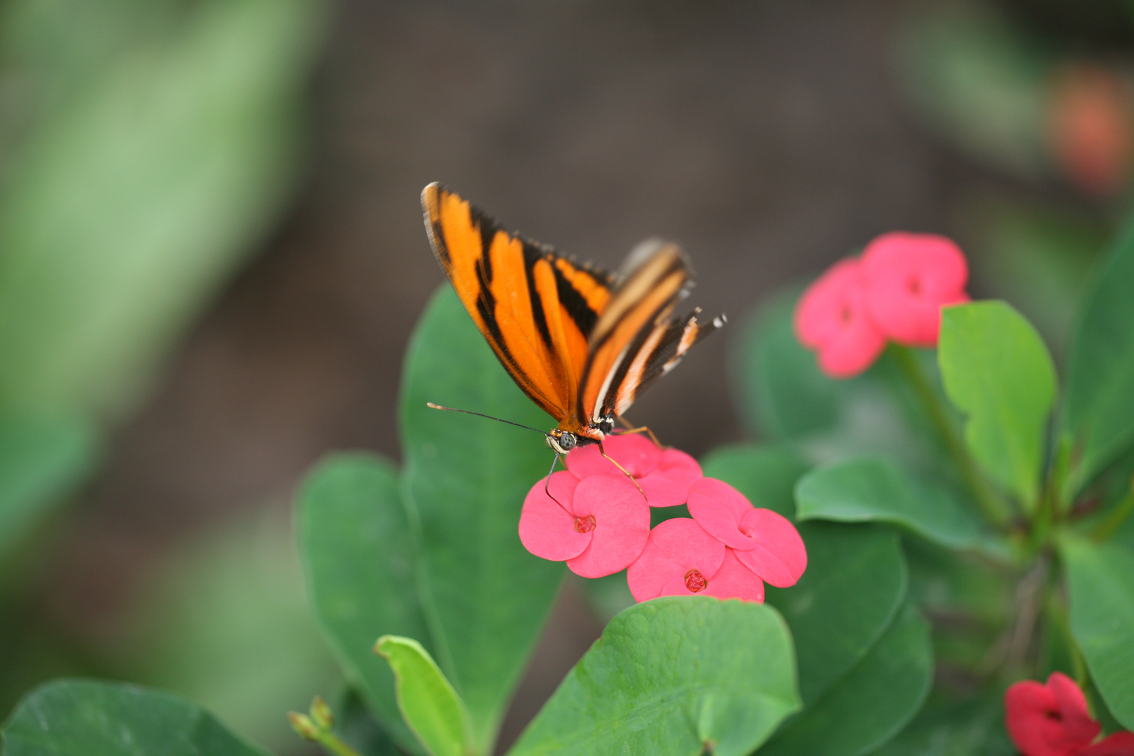 Schmetterling