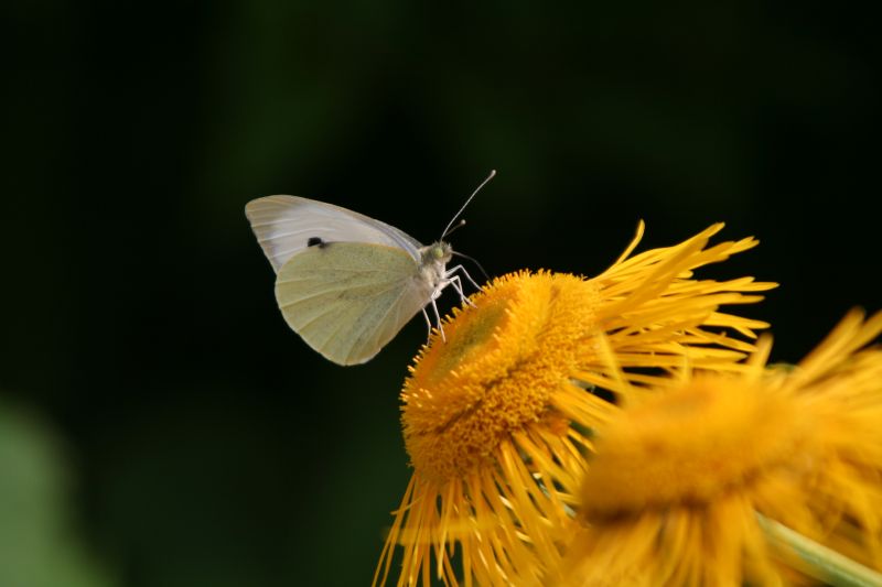 Schmetterling