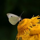 Schmetterling