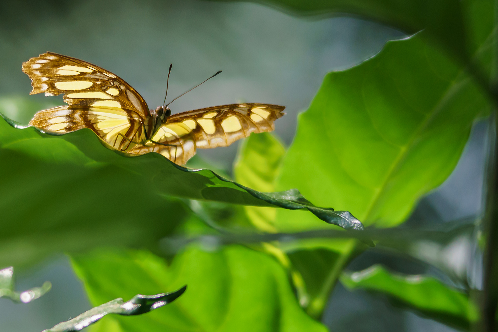 Schmetterling