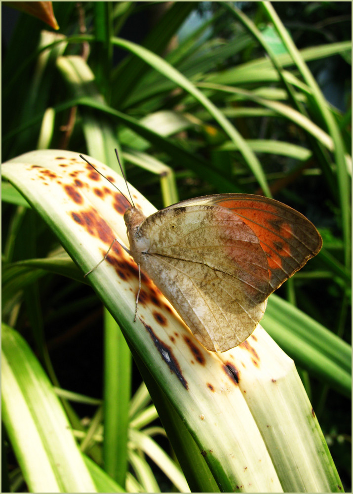 schmetterling